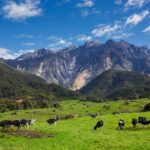 kundasang-l